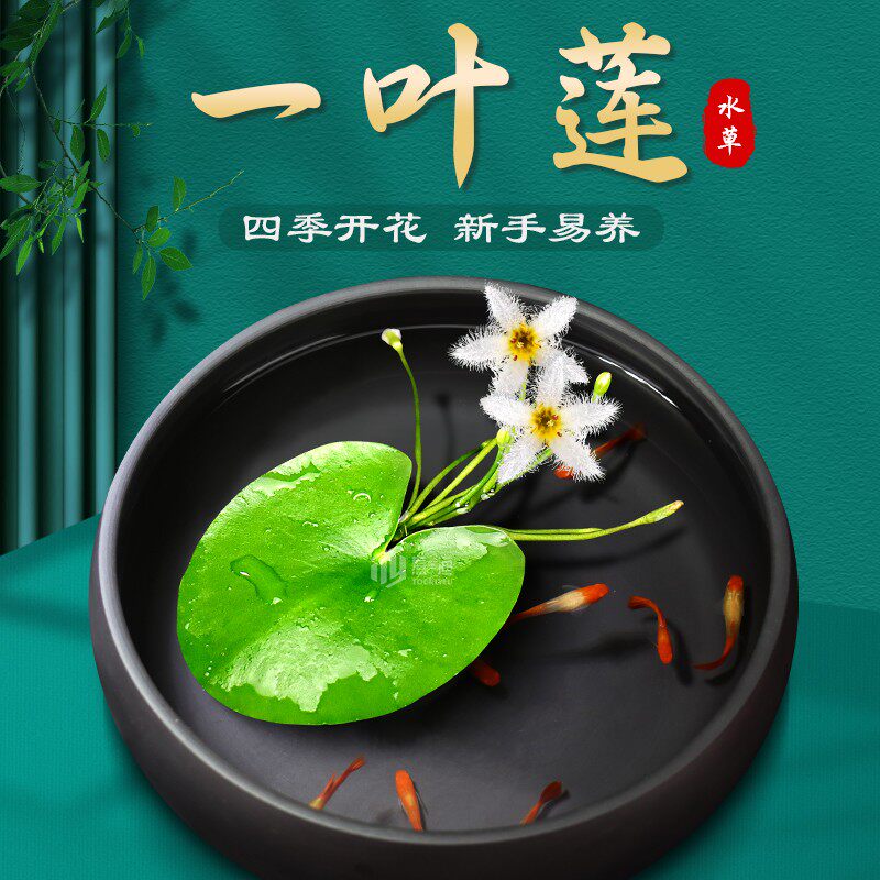 一叶莲碗莲浮萍水培植物鱼缸水草造景睡莲水培生净化水质四季开