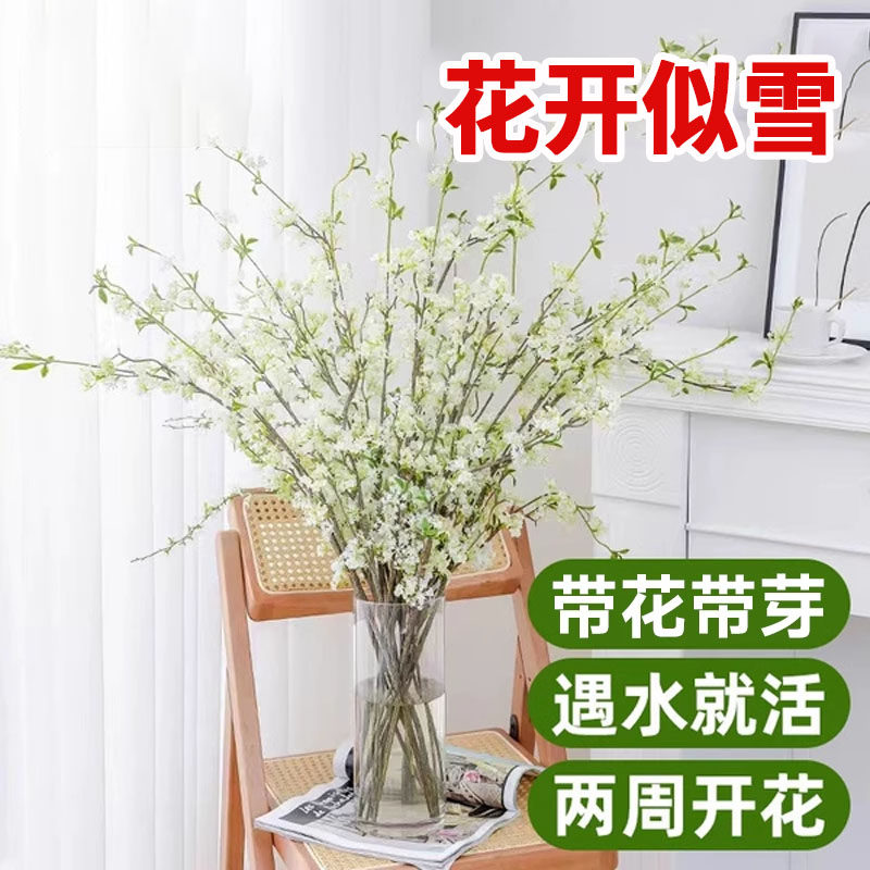 雪柳鲜枝水培干 干燥树枝支珍珠李绿植物室内鲜花水培开 花卉龙柳