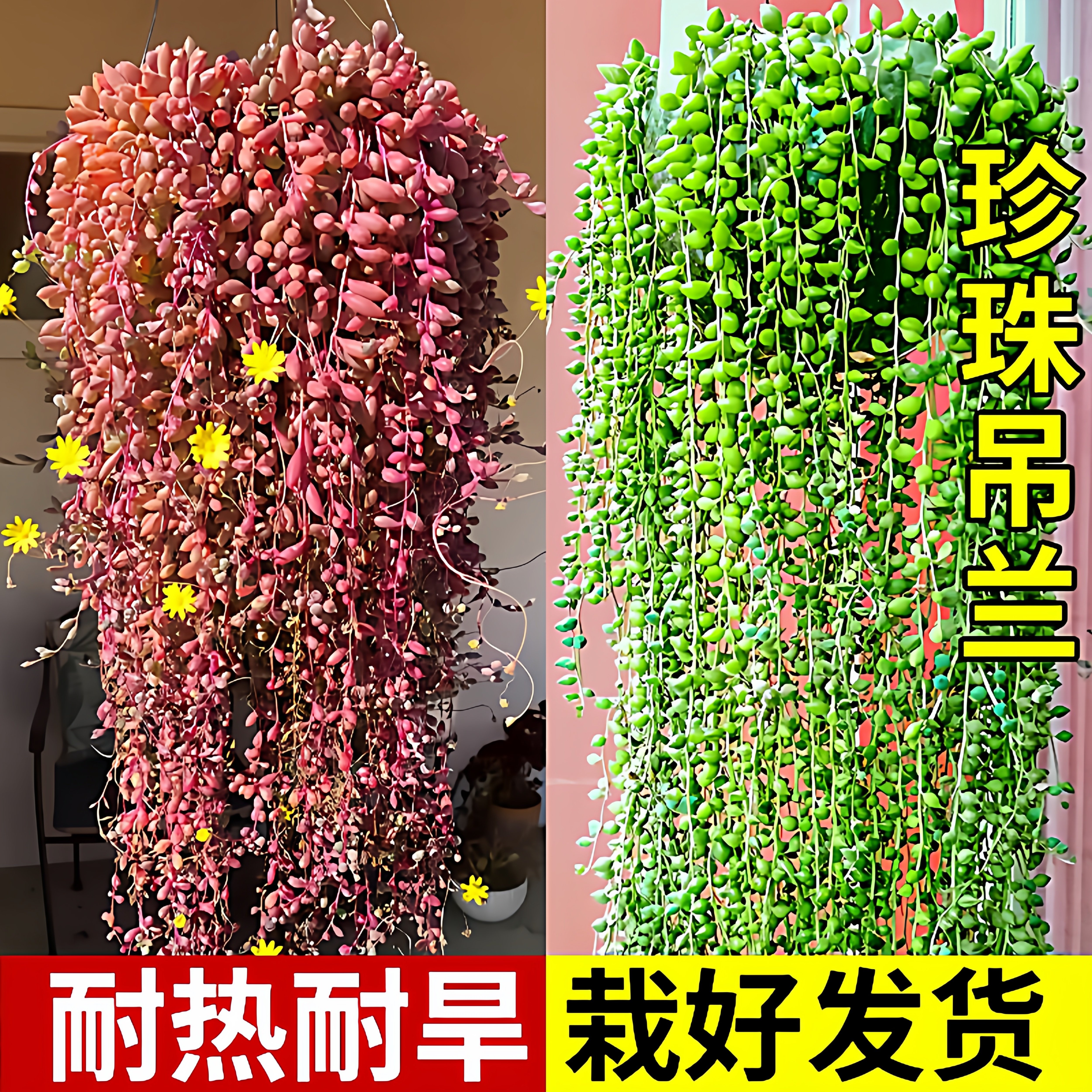佛珠多肉植物精品彩色紫玄月垂盆草吊兰情人泪含带花盆栽好养造景