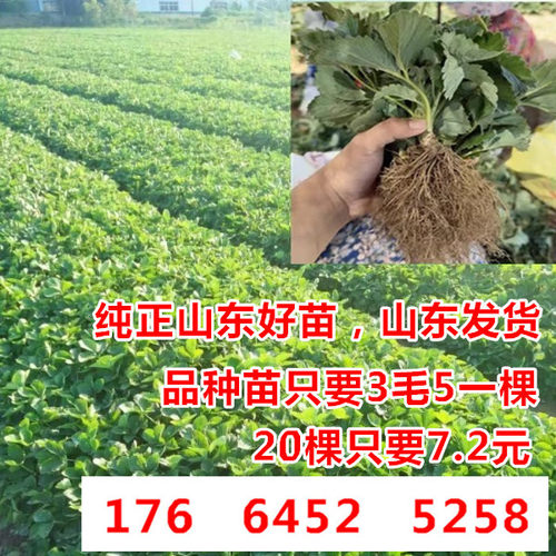 草莓秧苗 四季盆栽脱毒草莓苗 圣诞红红颜章姬南北方种植当年结果