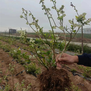蓝莓树苗特大绿宝石蓝梅水果南北方种植阳台盆栽地栽当年结果四季