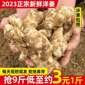 现挖新鲜农家洋姜9斤生姜种子腌泡菜蔬菜野生鬼子姜不辣菊芋生5