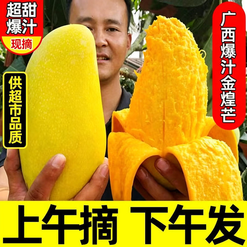 广西爆多汁大金煌芒芒果5-9斤