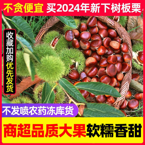 辽宁丹东新鲜生现摘大板栗