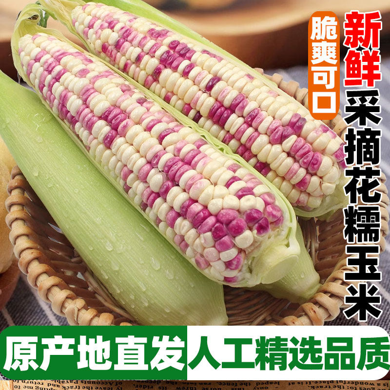 四川新鲜现摘花糯玉米5-9斤当季甜玉米棒子苞谷粒水果玉米蔬菜