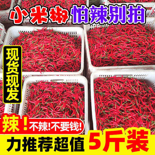 新鲜农家小米辣椒现摘