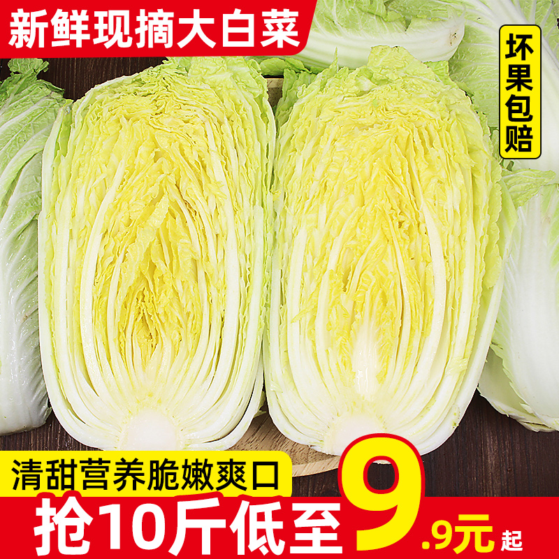 山东新鲜大白菜10斤装