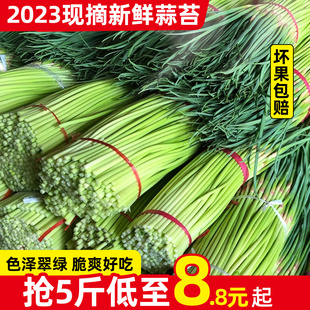 2024现摘新鲜蒜苔5斤蒜薹农家蒜毫自种蒜苗当季 应季 蔬菜蒜心9