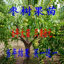 枣树活苗特大沾化冬枣葫芦枣树果树果苗南北方种庭院盆栽当年结果