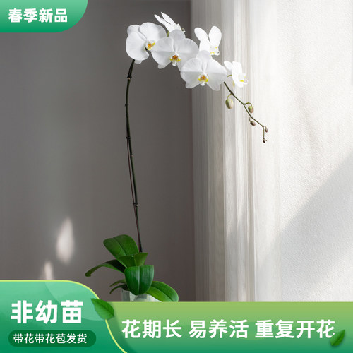 蝴蝶兰[大白V3]室内花卉盆栽带花客厅带花送礼乔迁婚礼大花蝴蝶兰