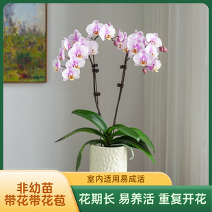 金色池塘 蝴蝶兰基地 【小梅花】花卉带花室内乔迁开业礼品巧工