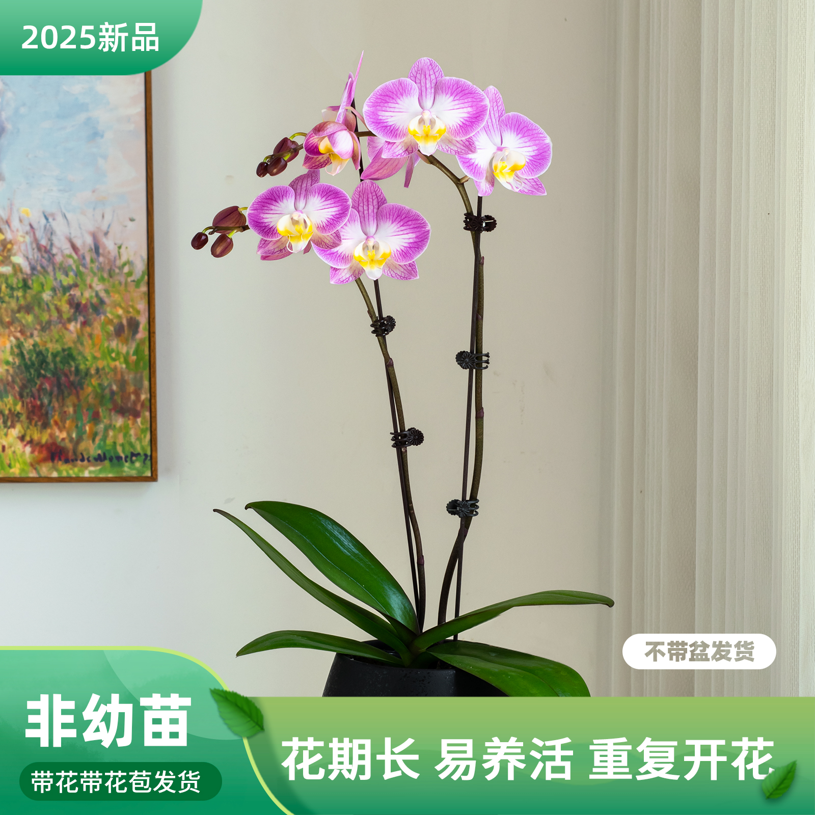 金色池塘 蝴蝶兰基地 【斯普利特】花卉带花室内乔迁开业礼品巧工