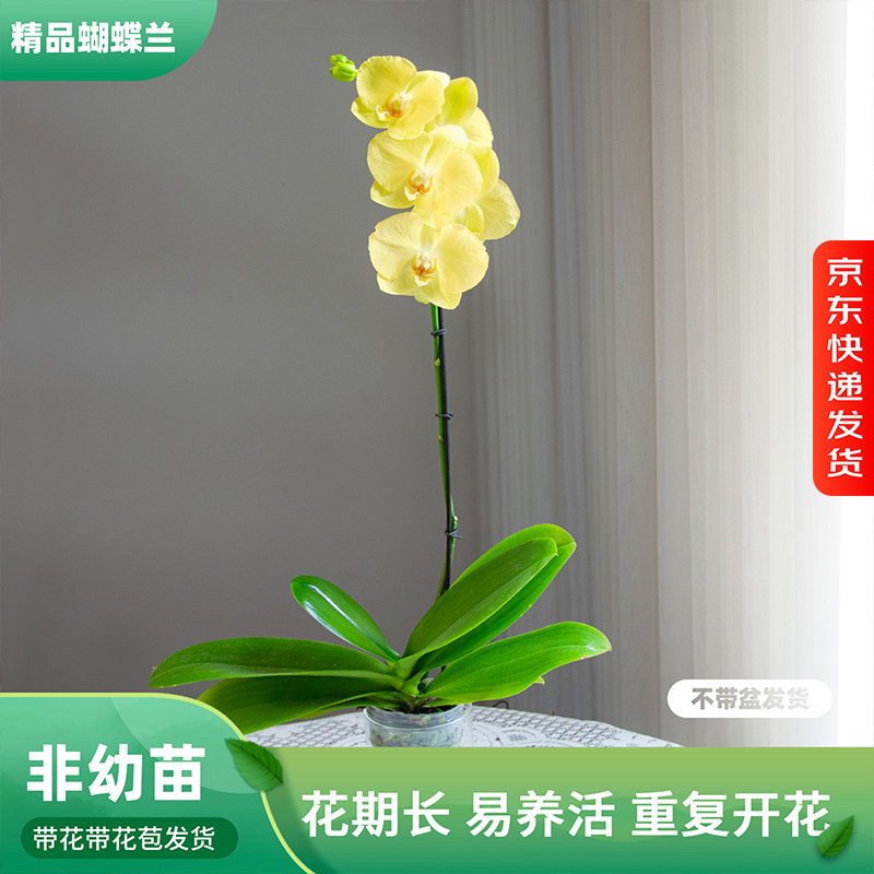 金色池塘 蝴蝶兰基地 【菲拉拉】花卉带花室内乔迁开业礼品巧工,鲜花速递/花卉仿真/绿植园艺,国兰/杂交兰/洋兰类,淘宝优惠券,粉丝福利购,淘宝优惠卷