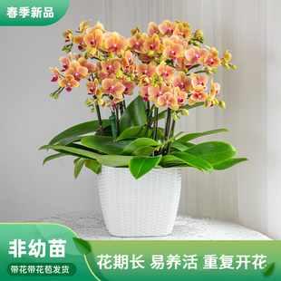 室内乔迁开业礼品巧工 大组盆整合链接 金色池塘 蝴蝶兰基地