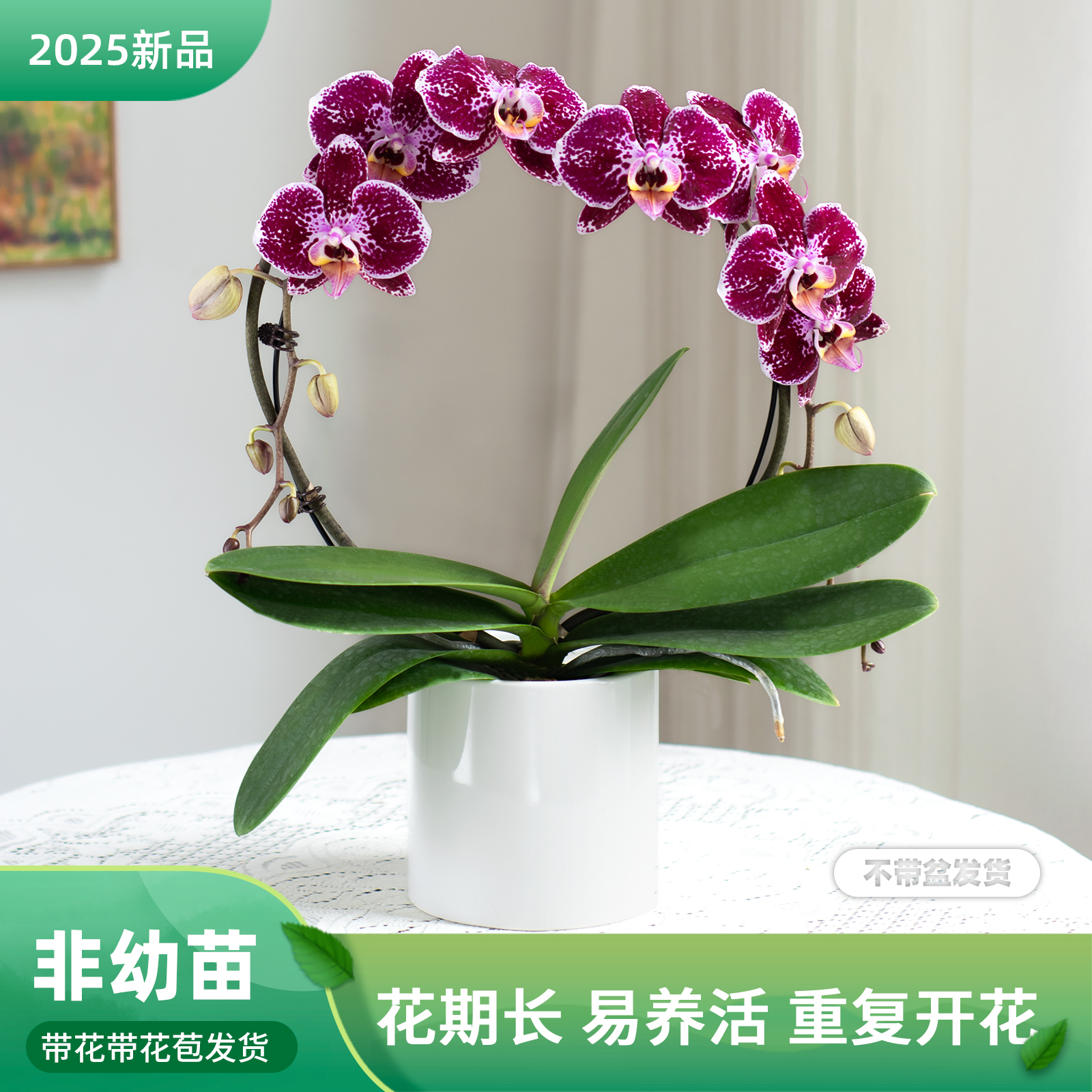 金色池塘 蝴蝶兰基地 【花好月圆】花卉带花室内乔迁开业礼品巧工