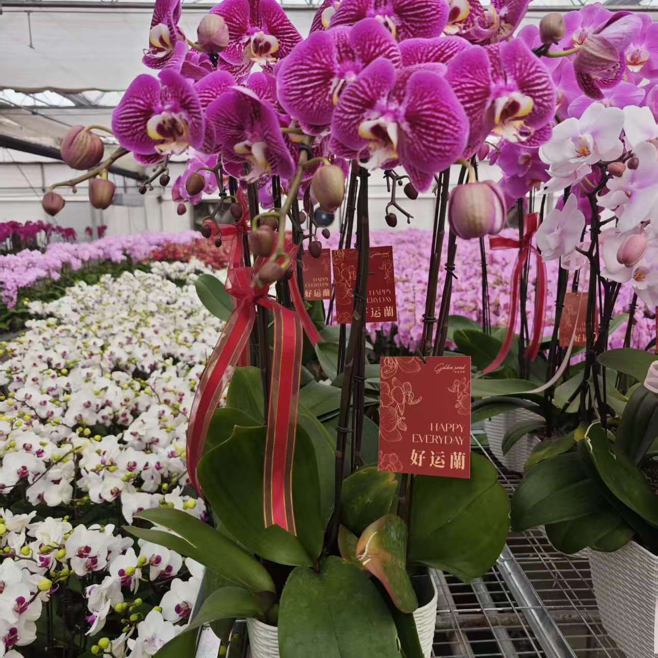 金色池塘 蝴蝶兰基地 【精美组盆系列】带花室内乔迁开业礼品巧工