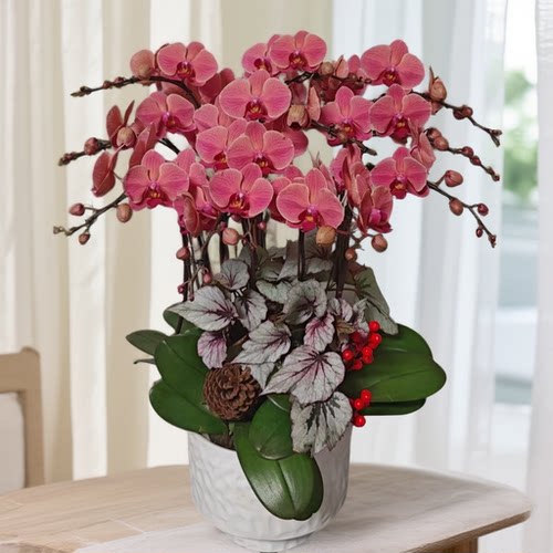 金色池塘 蝴蝶兰基地 蝴蝶兰【纳博纳】花卉带花室内乔迁开业礼品