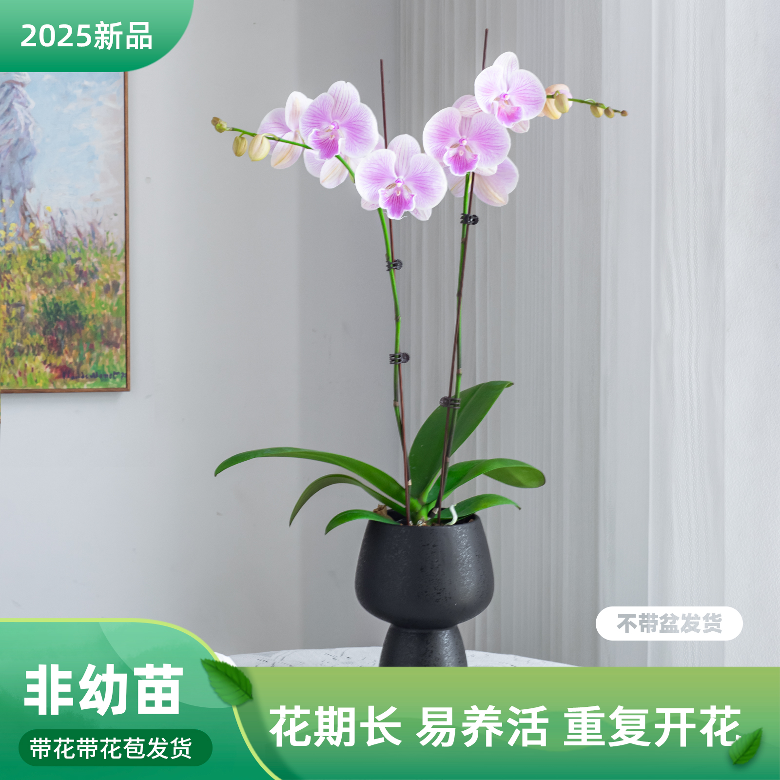 蝴蝶兰盆栽带花苞 客厅餐桌绿植花 蝴蝶兰【爱丽丝】室内花卉巧工