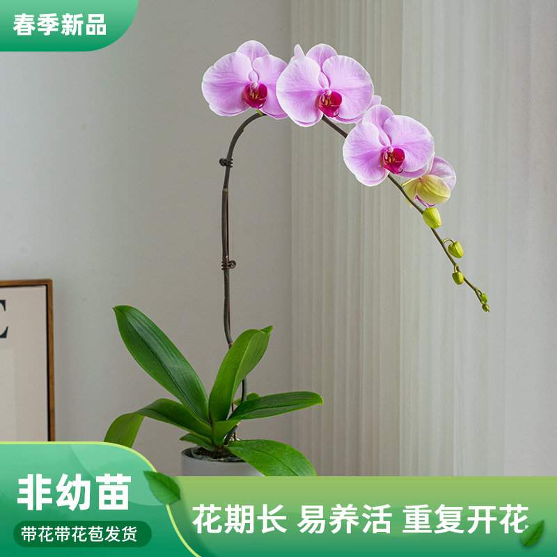 金色池塘 蝴蝶兰基地 【晴天】花卉带花室内乔迁开业礼品