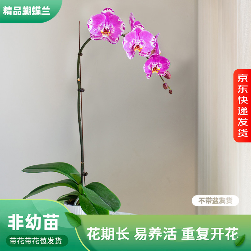 金色池塘 蝴蝶兰基地 【藏宝图】花卉带花室内乔迁开业礼品巧工,鲜花速递/花卉仿真/绿植园艺,国兰/杂交兰/洋兰类,淘宝优惠券,粉丝福利购,淘宝优惠卷