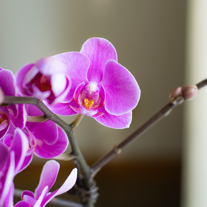 金色池塘 蝴蝶兰基地 【粉可爱】花卉带花室内乔迁开业礼品巧工