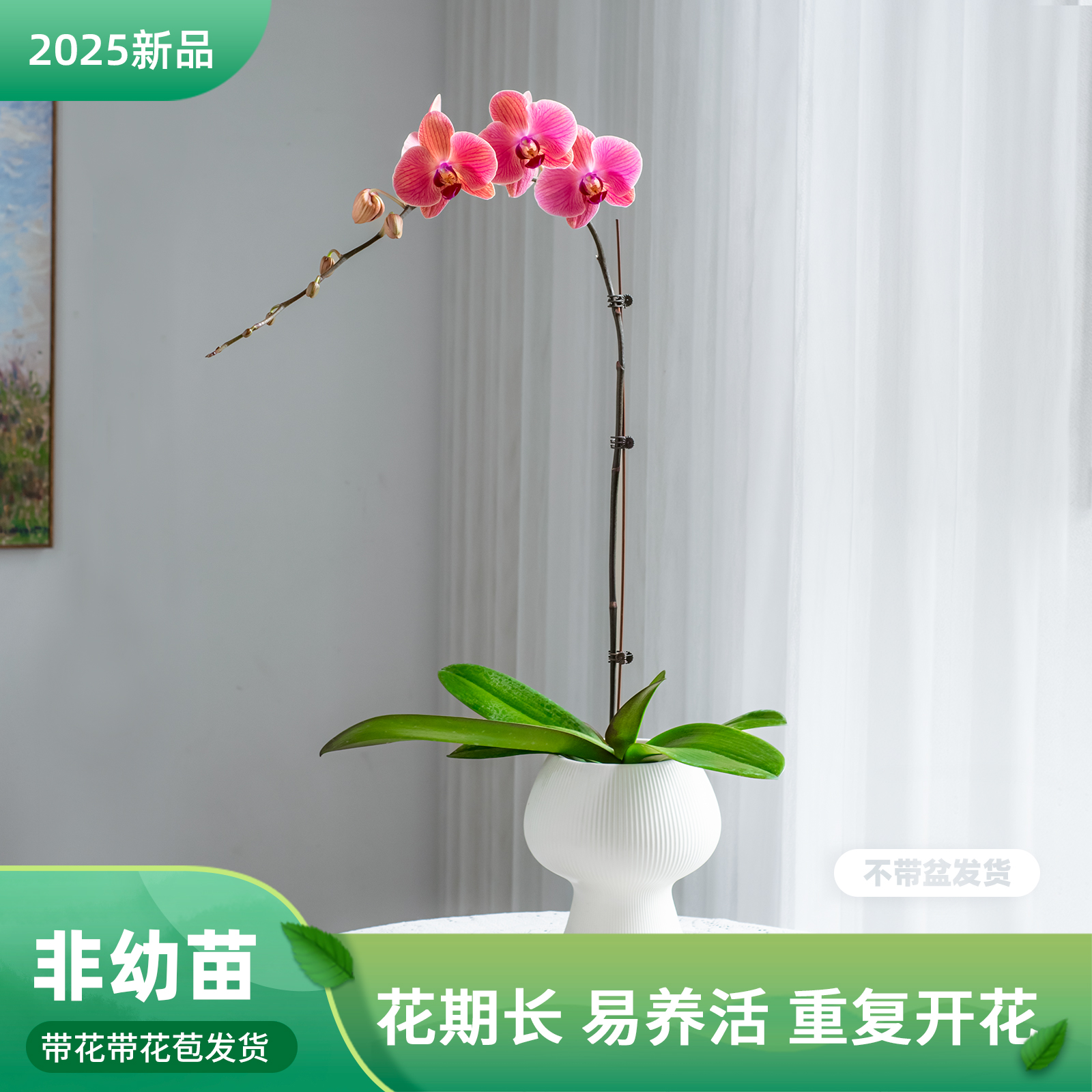 蝴蝶兰盆栽带花苞 客厅餐桌绿植花 蝴蝶兰爱情日记室内花卉巧工