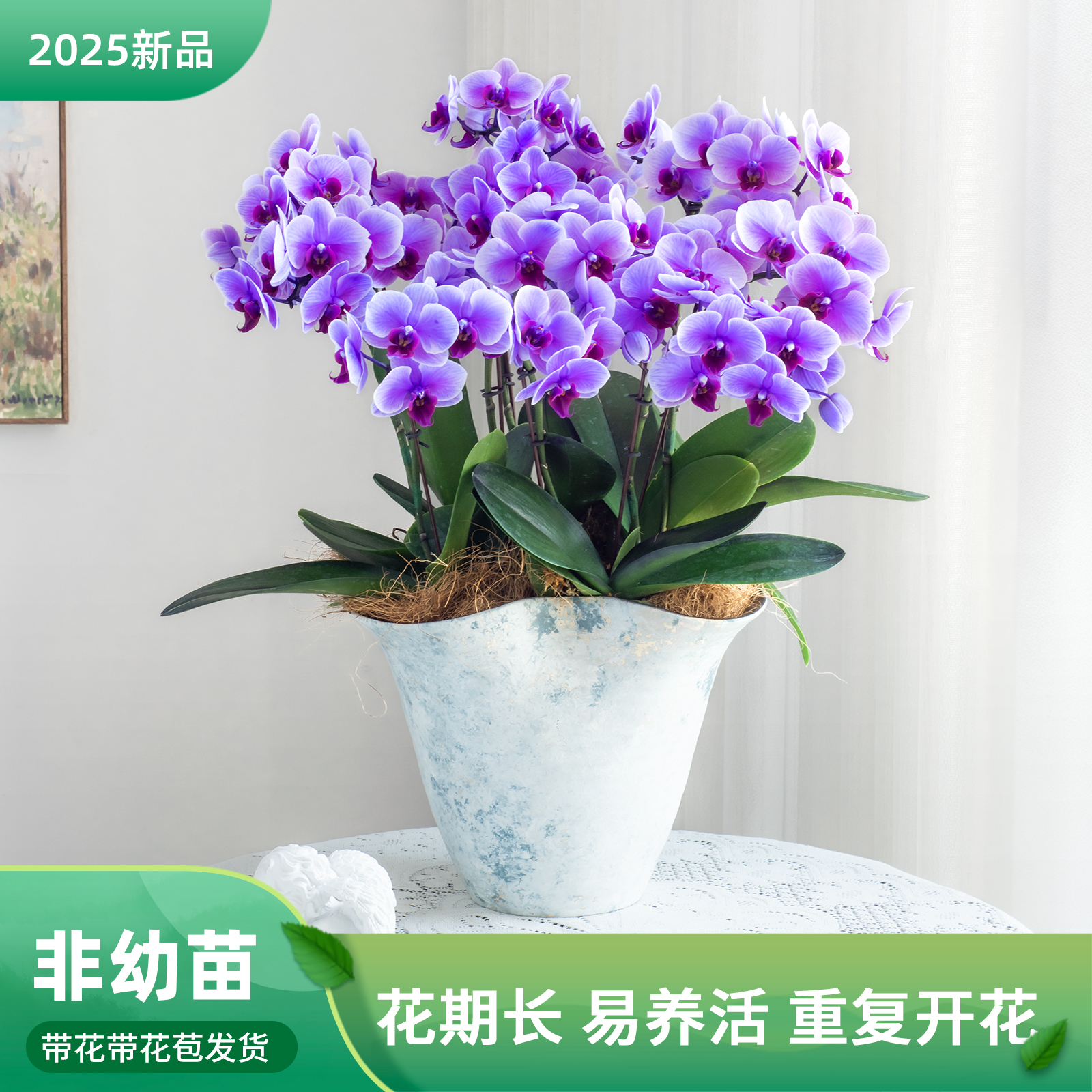 鲜花[马卡龙bb] 蝴蝶兰精品室内阳台花卉盆栽客厅送礼带花绿植