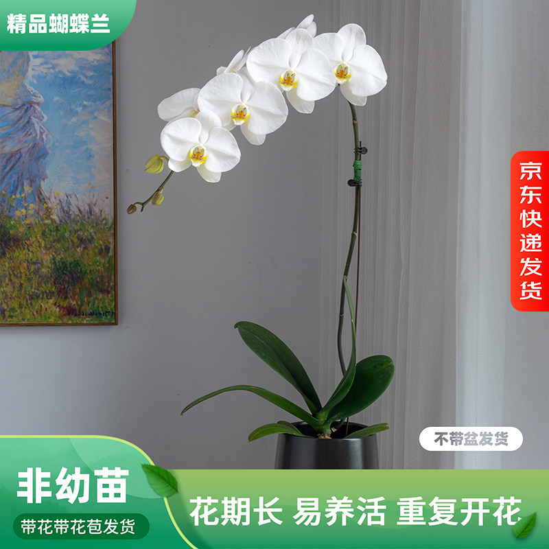 金色池塘 巧工蝴蝶兰基地 【大白V3】开放度30%-50%带花带花苞,鲜花速递/花卉仿真/绿植园艺,国兰/杂交兰/洋兰类,淘宝优惠券,粉丝福利购,淘宝优惠卷