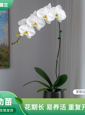 金色池塘 巧工蝴蝶兰基地 【大白V3】开放度30%-50%带花带花苞
