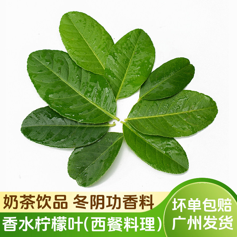 新鲜香水柠檬叶奶茶饮品泰式冬阴功香料火锅汤料西餐摆盘装饰食材