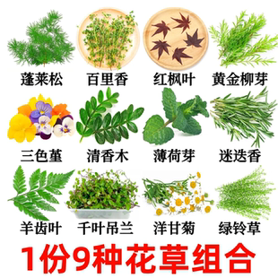 新鲜摆盘装饰花草叶子鸡尾酒蛋糕烘焙调酒酒店试菜花草套餐组合