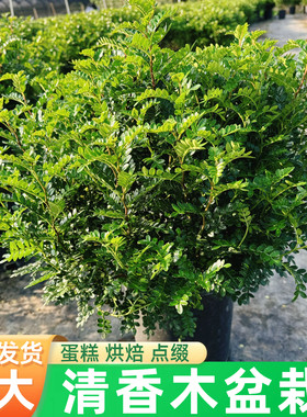 爆盆清香木盆栽胡椒木绿植蛋糕甜品鸡尾酒咖啡食品烘焙装饰叶子