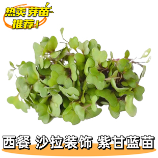 新鲜蔬菜紫甘蓝苗可食用芽苗菜西餐酒店摆盘装饰日料中餐网红花草