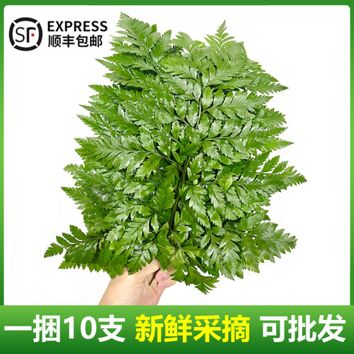 新鲜羊齿叶芒叶一捆10支可批发