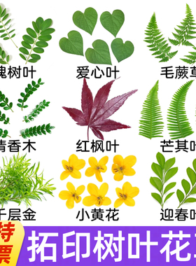 拓印敲新鲜树叶花草diy手工幼儿园拓染锤花帆布包方巾团扇书签