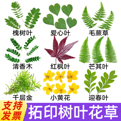 拓印敲新鲜树叶花草diy手工幼儿园拓染锤花帆布包方巾团扇书签