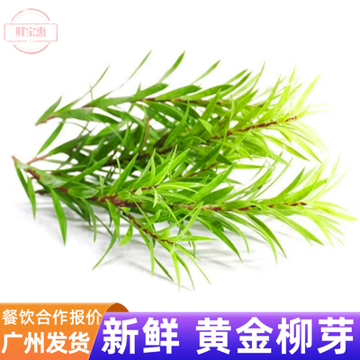 新鲜黄金柳芽摆盘点缀坏单包赔