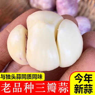 鲜蒜大理三丫蒜云南新鲜紫皮大蒜三瓣蒜头独头蒜同味农家自种疏菜