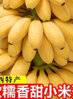 现摘广西小米蕉当季新鲜水果芭蕉苹果蕉自然熟香蕉整箱5/9斤包邮