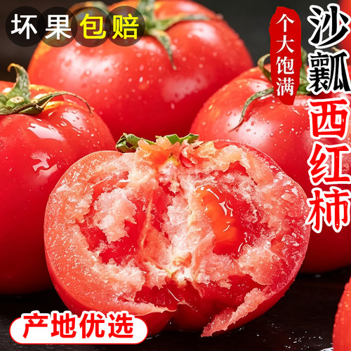正宗攀枝花自然熟沙瓤西红柿现摘非普罗旺斯现摘新鲜水果蔬菜番茄