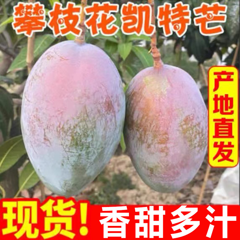 四川攀枝花凯特芒果新鲜应季水果澳芒青整箱包邮特大青果当季