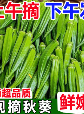 现货福建新鲜水果秋葵黄秋葵羊角豆农家现摘现发1/3/5斤绿色蔬菜