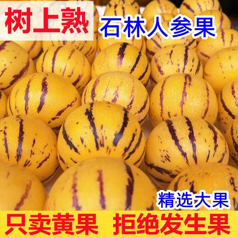 云南石林人参果10斤大果新鲜人叁果水果七彩黄肉圆果人生果包邮5