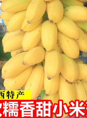 现摘广西小米蕉5斤！自然熟