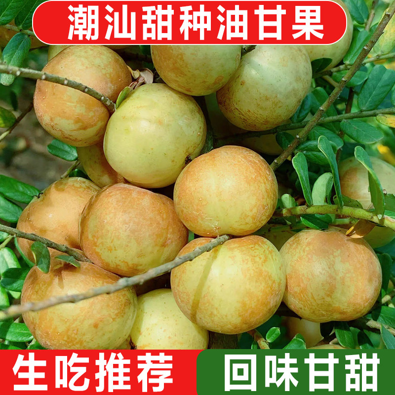 柑潮汕油甘果崩坎特产丙甜柿饼甜种余甘子奶茶店用当季新鲜大果