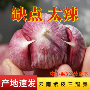 2025现挖晒鲜蒜紫皮三瓣蒜三丫蒜农家红皮蒜整箱批发大蒜头元宝蒜