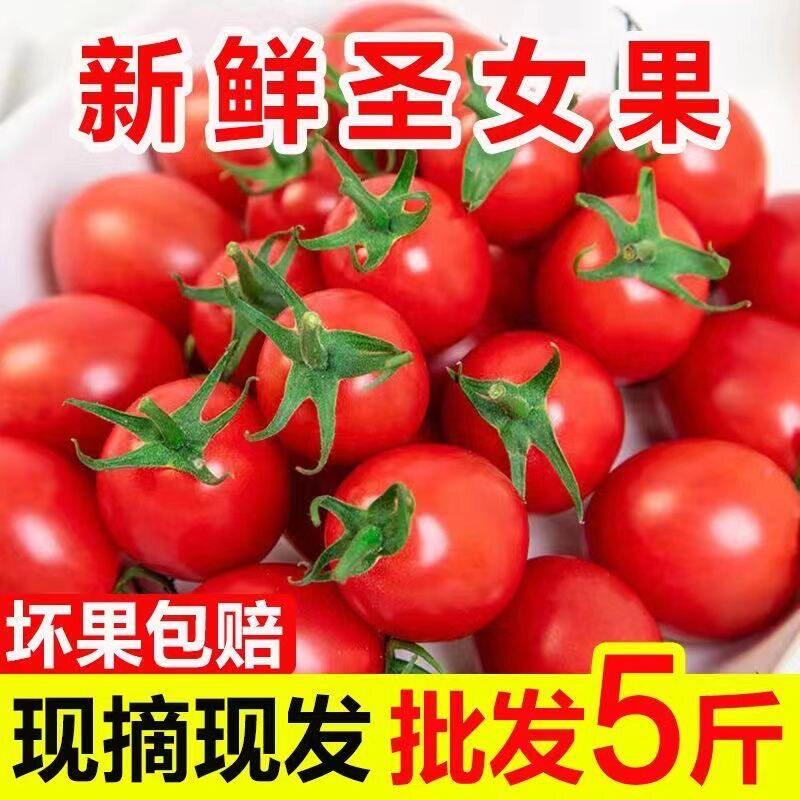 正宗圣女果小番茄新鲜水果好吃樱桃千玺圣女果小西红柿蔬菜包邮