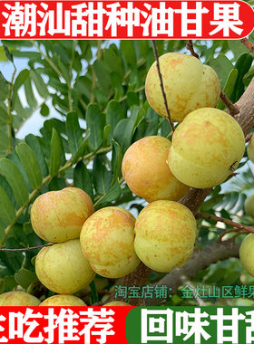 潮汕甜种油柑果现摘油甘果新鲜余甘子牛甘果柿饼甜油柑酸水果