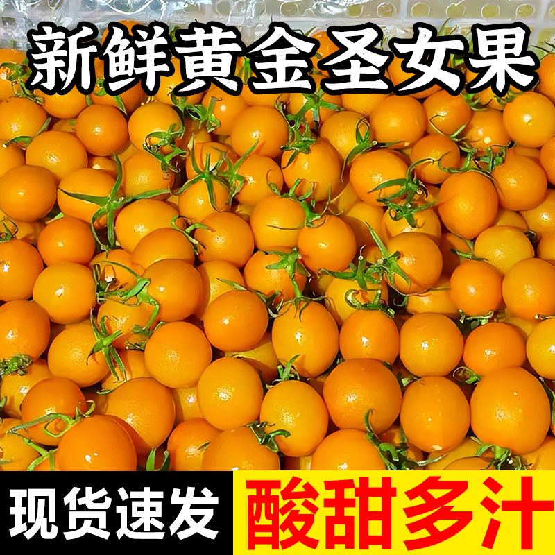 新鲜黄金圣女果5斤生吃黄色樱桃小番茄水果小西红柿现摘现发整箱
