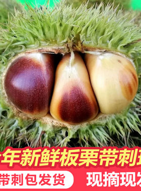 2026年板栗刺球嫩板栗生新鲜白皮板栗带刺发货5斤装云南罗田新货